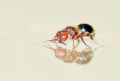 Ephucilla poonaensis