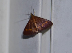 Pyrausta pseuderosnealis