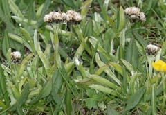 Antennaria carpatica