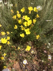 Oenothera berlandieri berlandieri