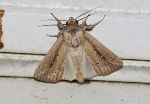 Unknown Wainscot photo 5
