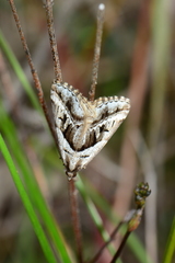 Dichromodes stilbiata