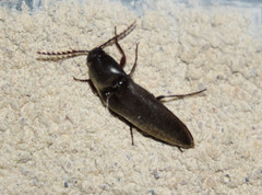 Elaterini