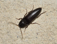 Elaterini