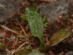 Golovinomyces sordidus