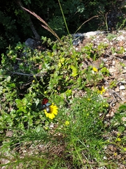 Zygaena filipendulae