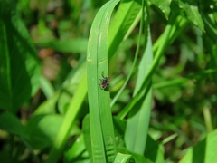 Ixodes persulcatus