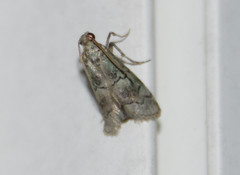 Cacotherapia flexilinealis