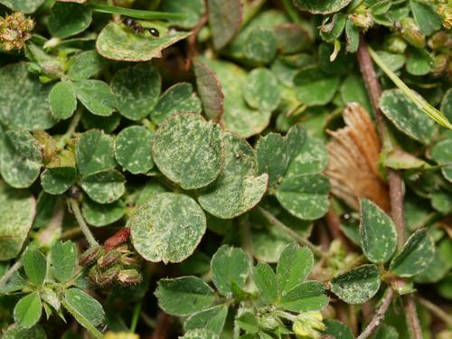 Clover mite