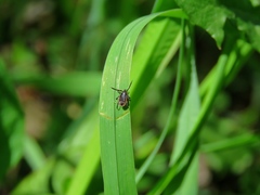 Ixodes persulcatus