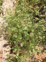 Spermolepis echinata