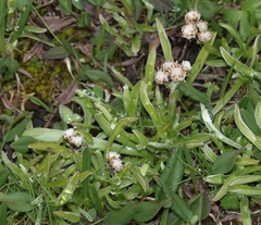 Antennaria carpatica