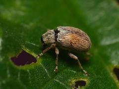 Malvapion malvae