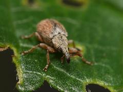 Malvapion malvae