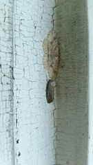 Oncocnemidinae