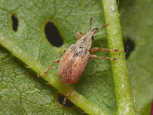 Common Mallow Pear-shaped Weevil