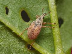 Malvapion malvae