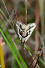 Dichromodes stilbiata