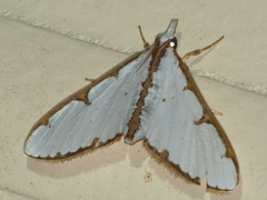 Cirrhochrista aetherialis