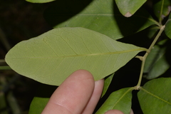 Guioa semiglauca