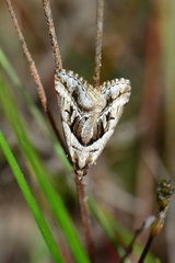 Dichromodes stilbiata