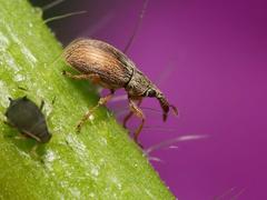 Malvapion malvae