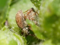 Malvapion malvae