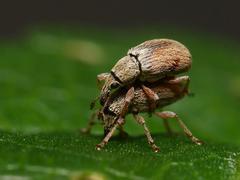 Malvapion malvae