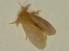 Euproctis fimbriata