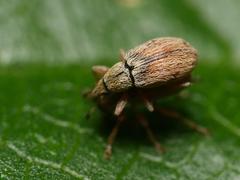 Malvapion malvae