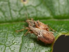 Malvapion malvae