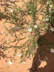 Aphanostephus skirrhobasis