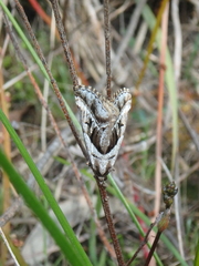 Dichromodes stilbiata