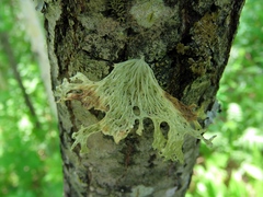 Ramalina sinensis
