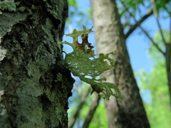 Ramalina sinensis