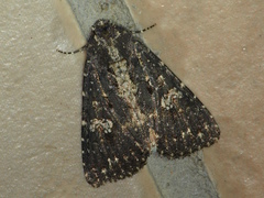 Condica dolorosa