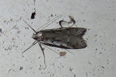 Philobota stella