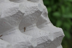 Scrobipalpa costella