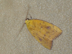 Earias luteolaria