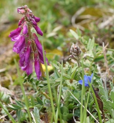 Hedysarum hedysaroides