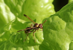 Polistes badius
