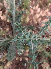 Cirsium texanum