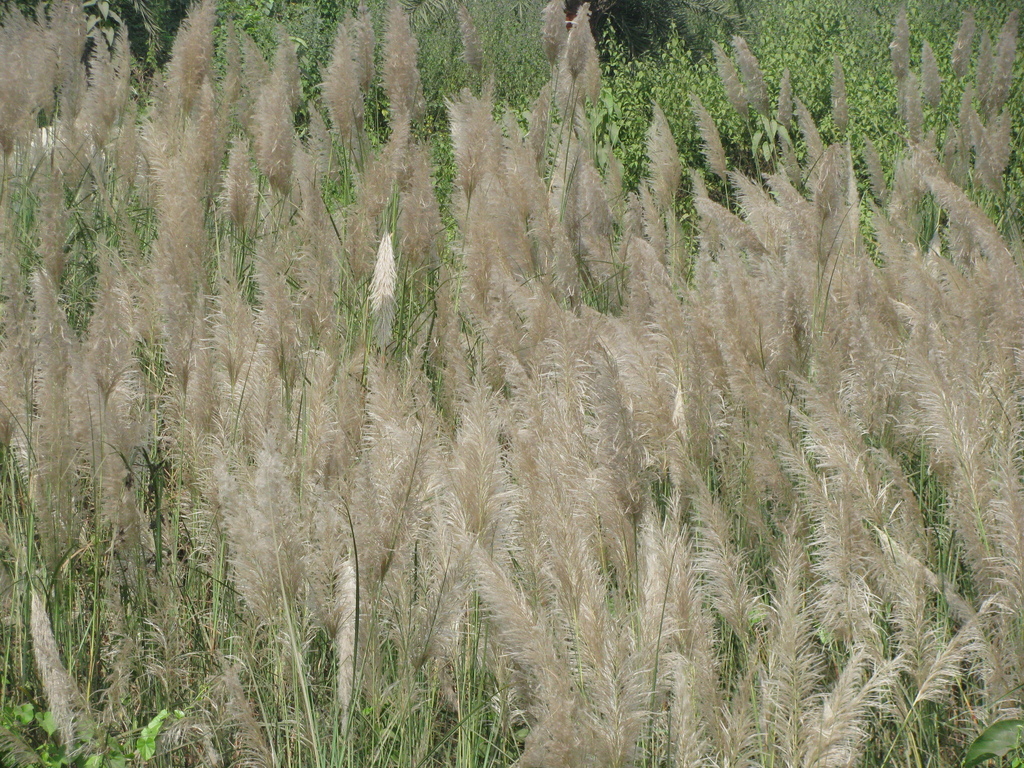 Saccharum spontaneum (Alien Grasses of South Africa) · iNaturalist