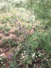 Cirsium texanum