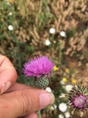 Cirsium texanum