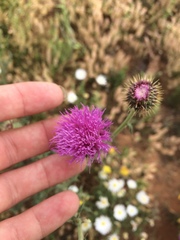 Cirsium texanum