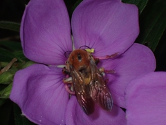 Xylocopa ruficeps