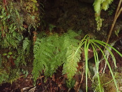 Trichomanes strictum