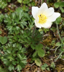 Anemonoides baldensis