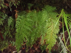 Trichomanes strictum